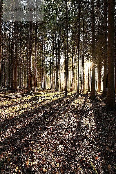Herbstwald  Morgens  Schwarzwald  Deutschland  Europa