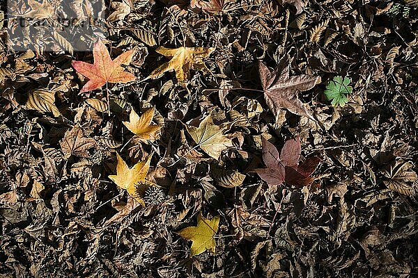 Textur Hintergrund der Herbstsaison mit Blättern