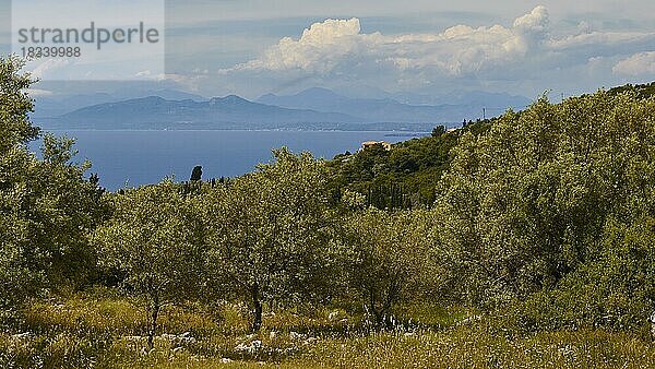 Olivenhain  Blick aufs Festland  Inselinneres  grauweiße Haufenwolken  Insel Lefkada  Lefkas  Ionische Inseln  Griechenland  Europa