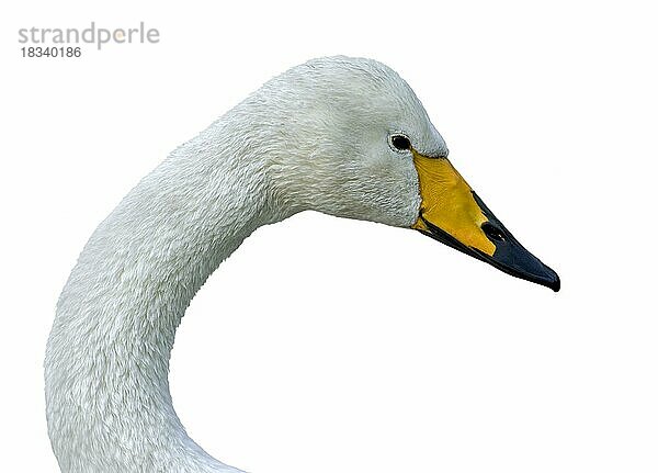 Singschwan (Cygnus cygnus) Nahaufnahme Porträt gegen weißen Hintergrund