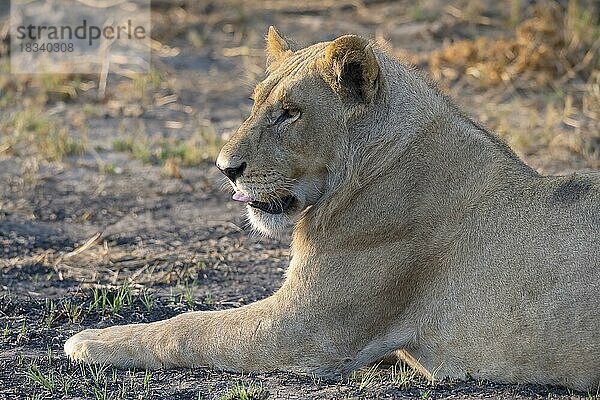 Löwe (Panthera leo)  Löwin  weiblich  Tierportrait  Profil  zeigt die Zunge  Seitenlicht  Savuti  Chobe National Park  Botswana  Afrika