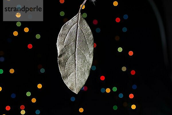 Trockenes Blatt auf einem Bokeh-Licht vor einem dunklen Hintergrund