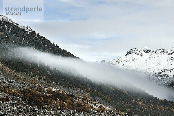 Herbstlicher Lärchenwald im Val Morteratsch  Morteratschgletscher  Engadin  Graubünden  Schweiz  Europa