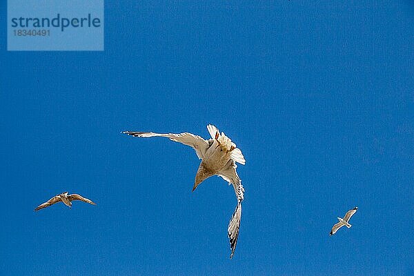 Möwen fliegen in einem Himmel als Hintergrund