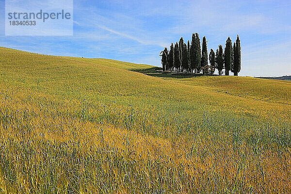 Landschaft in der Toskana  Crete  Baumgruppe in einem Feld  in der Crete Senesi  Toskana  Italien  Europa