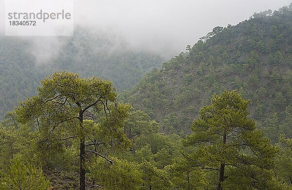 Nebel  Nebelschwaden  Wald  Troodos-Gebirge  Zypern  Europa