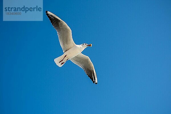 Einzelne Möwe fliegt in einem blauen Himmel Hintergrund