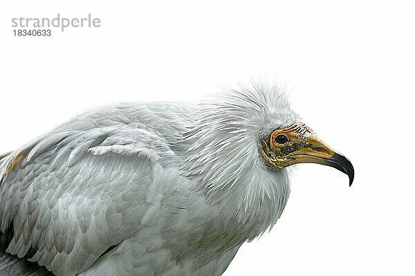 Schmutzgeier (Neophron percnopterus)  Schmutzgeier Nahaufnahme vor weißem Hintergrund