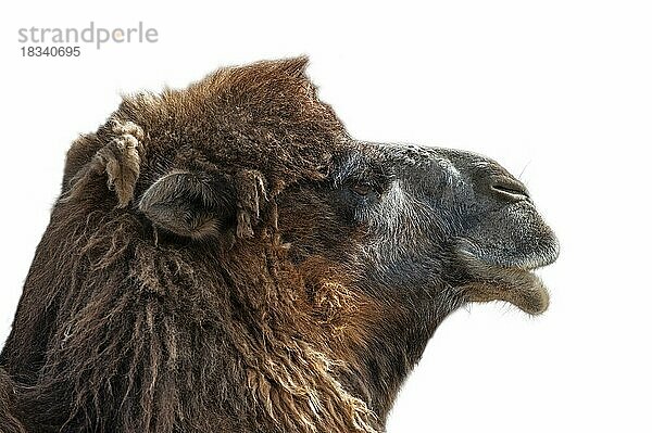 Nahaufnahme des Kopfes eines in den Steppen Zentralasiens beheimateten Trampeltiers (Camelus bactrianus) vor weißem Hintergrund