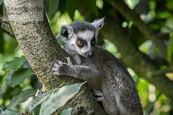 Katta (Lemur catta) klettert auf einem Baum im Wald  Primat aus Madagaskar