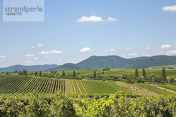 Blick über Weinfelder  Weinberge auf den Pfälzer Wald  Südpfalz  Pfalz  Rheinland-Pfalz  Deutschland  Europa