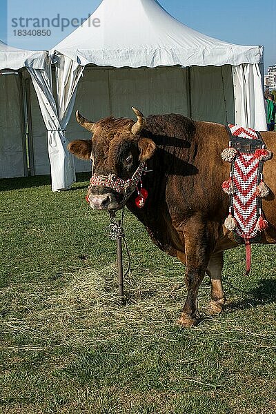 Brauner Stier mit traditionellem türkischem Stoff auf grünem Gras in der Auslage