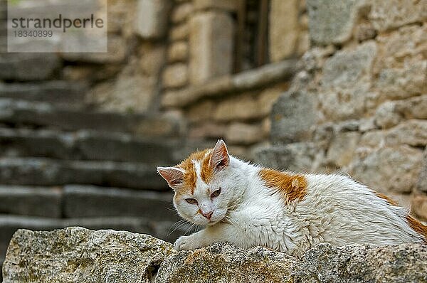 Hauskatze (Felis catus) beim Ausruhen im Freien in einer Gasse eines alten Dorfes in der Provence  Frankreich  Europa