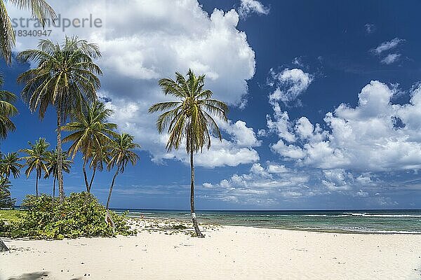 Am Strand Plage de la Chapelle  Anse Bertrand  Grande-Terre  Guadeloupe  Frankreich  Nordamerika