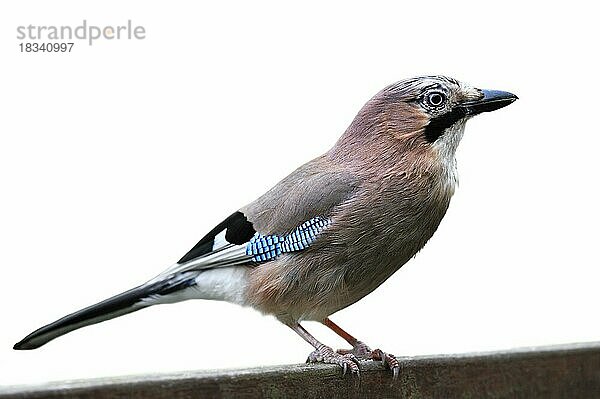 Eichelhäher (Garrulus glandarius) auf einem Holzzaun vor weißem Hintergrund sitzend