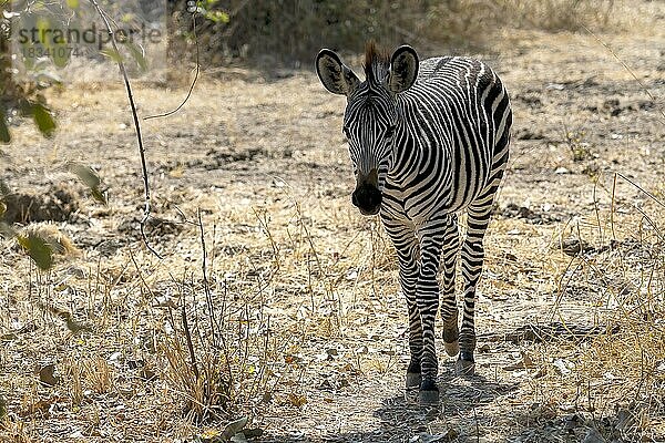 Steppenzebra der Unterart Crawshay-Zebra (Equus quagga crawshayi)  Jungtier  juvenil  Fohlen  South Luangwa  Sambia  Afrika