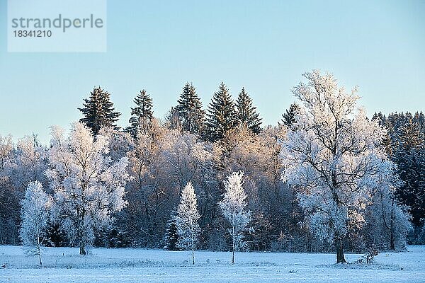 Bäume mit Reifmantel  Schnee  Frost  Winter  Wald  Irndorfer Hardt  Irndorf  Baden-Württemberg  Naturpark Obere Donau  Deutschland  Europa