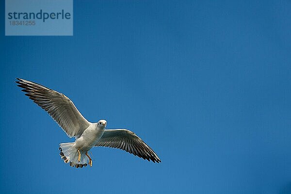 Paar Möwen fliegen in einem blauen Himmel Hintergrund