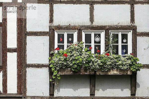 Fenster in einem Fachwerkhaus  Blumenschmuck  Erfurt  Thüringen  Deutschland  Europa