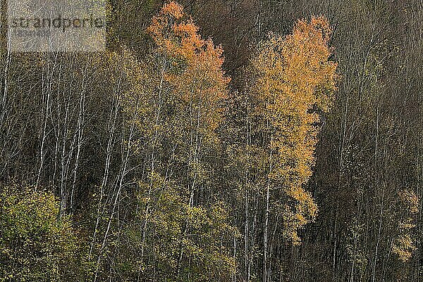 Herbstliche Birken (Betula)  Bayern  Deutschland  Europa