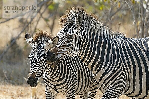 Steppenzebra der Unterart Crawshay-Zebra (Equus quagga crawshayi)  Tierportrait  2 Tiere  South Luangwa  Sambia  Afrika