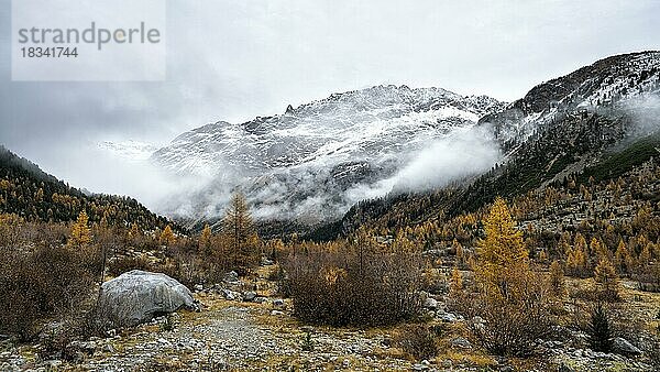 Herbstlicher Lärchenwald im Val Morteratsch  Morteratschgletscher  Engadin  Graubünden  Schweiz  Europa