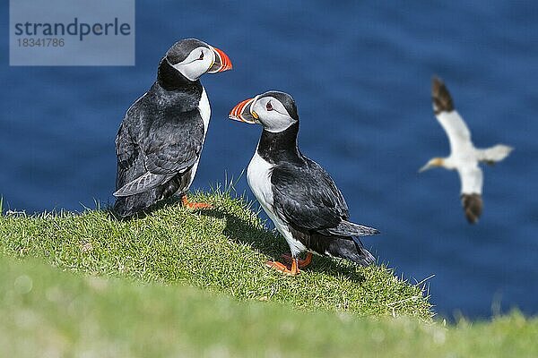 Zwei Papageitaucher (Fratercula arctica) auf einer Klippe und vorbeifliegende Basstölpel in einer Seevogelkolonie  Shetland-Inseln  Schottland  UK