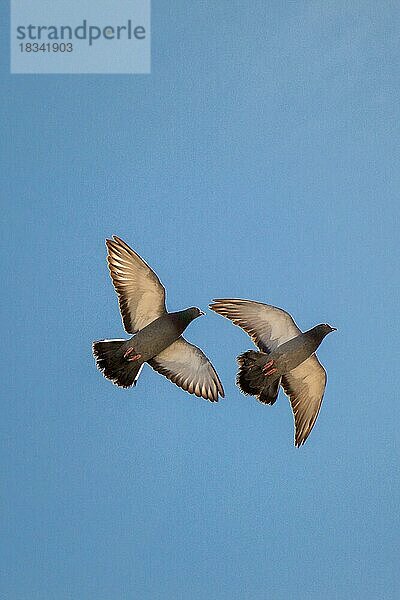 Zwillings-Tauben in der Luft mit weit geöffneten Flügeln
