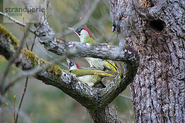 Grünspecht (Picus viridis) Paarung  Deutschland  Europa