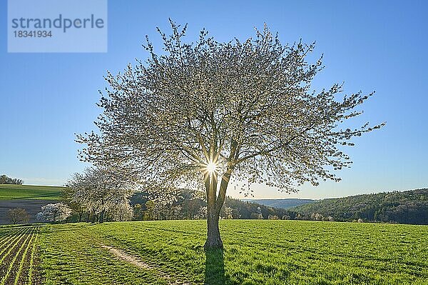 Landschaft  Kirschbaum  Blüten  Sonnenuntergang  Frühling  Reichartshausen  Amorbach  Odenwald  Bayern  Deutschland  Europa