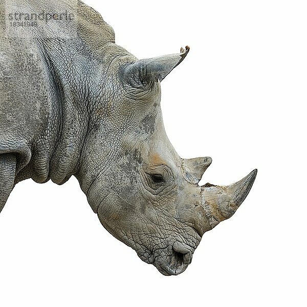 Nahaufnahme eines Breitmaulnashorn (Ceratotherium simum)  eines männlichen Breitmaulnashorns  das im östlichen und südlichen Afrika beheimatet ist  vor weißem Hintergrund