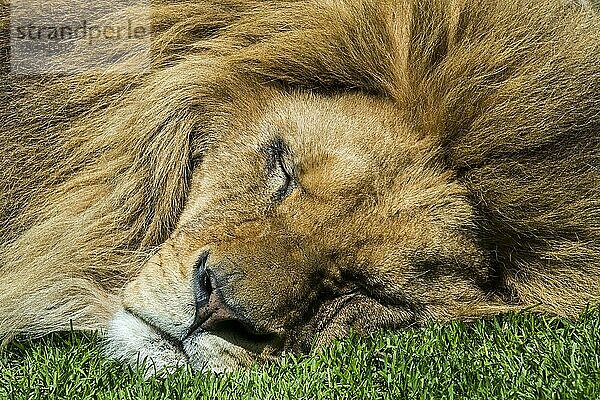 Nahaufnahme eines schlafenden männlichen afrikanischen Löwe (Panthera leo)