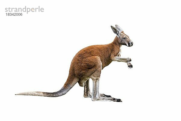 Rotes Riesenkänguru (Macropus rufus)  Männchen  Vorkommen in Australien  vor weißem Hintergrund