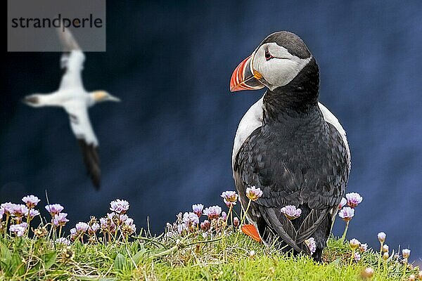 Papageitaucher (Fratercula arctica) auf einer Klippe und beobachtet vorbeifliegende Basstölpel in einer Seevogelkolonie  Schottland  UK