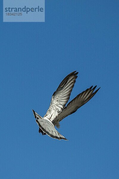 Einzelne Taube in der Luft mit weit geöffneten Flügeln