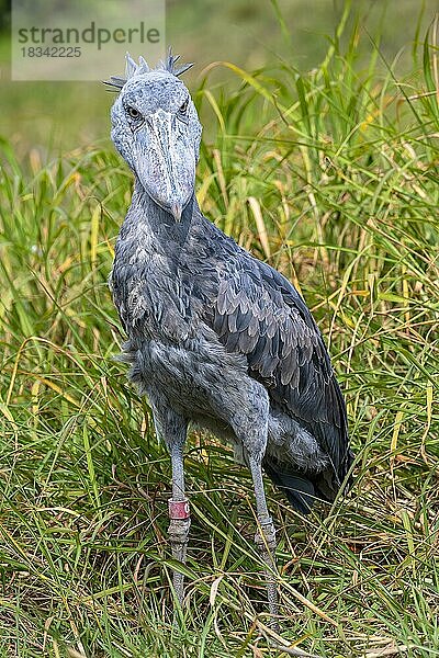 Schuhschnabel (Balaeniceps rex)  auch Abu Markub  frontal  Bangweulu Sümpfe  Sambia  Afrika