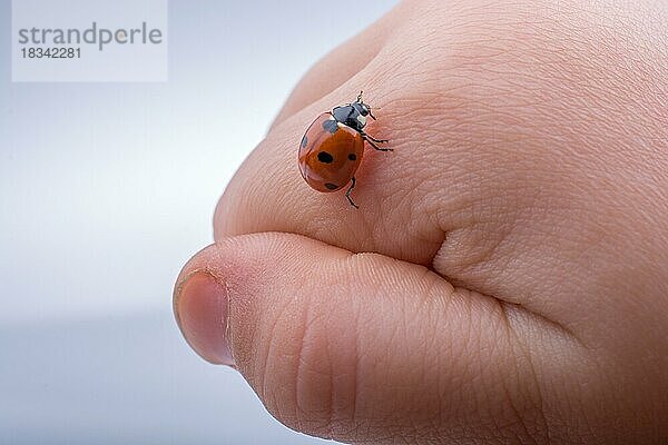 Schönes Foto eines roten Marienkäfers  der auf einer Kinderhand läuft