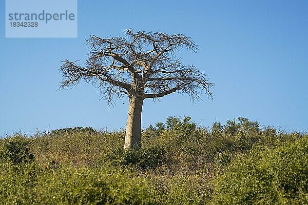 Afrikanischer Affenbrotbaum (Adansonia digitata) Baum steht in zwischen Büschen der afrikanischen Savanne. Bunte Landschaft Baum Bild mit blauem Himmel des Baumes des Lebens. Chobe National Park  Botswana  Afrika