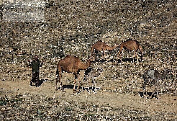 Kamelherde im Dhofargebiet  Jabal al Qamar  Südlicher Oman