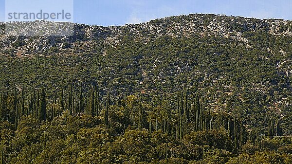 Zypressen (cupressus)  Zypressenwald  blauer Himmel  Insel Kefalonia  Ionische Inseln  Griechenland  Europa