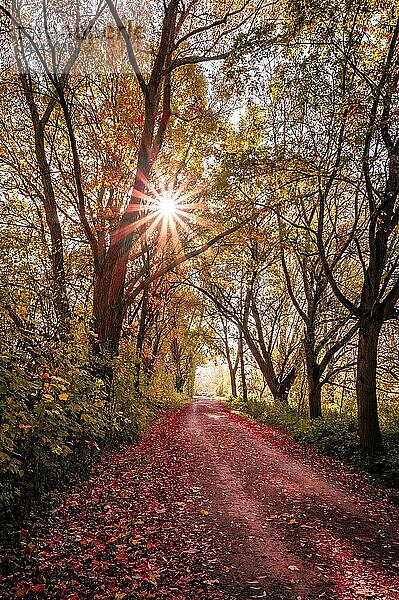Sonnenstern in einem kleinen Waldstück und roten Blättern auf dem Waldweg im Herbst  Hannover  Niedersachsen  Deutschland  Europa