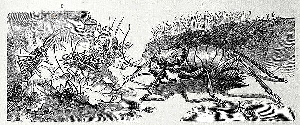 Insekten  1. Bedornte Einhornschrecke  Hetrodes spinulosus  2. Eichenschrecke (Meconema varium)  Historisch  digital restaurierte Reproduktion von einer Vorlage aus dem 19. Jahrhundert