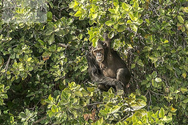 Schimpanse auf Baboon Island  River Gambia National Park  Gambia  Westafrika  Afrika