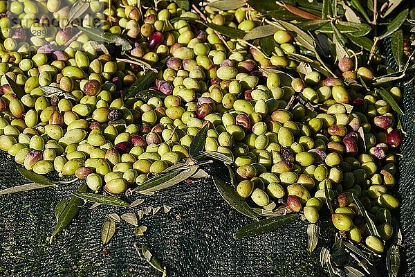 Oliven (olivae)  Olivenernte  geerntete Oliven  Nahaufnahme  grünes Netz  Boden  Westkreta  Insel Kreta  Griechenland  Europa