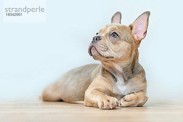 Sable Französische Bulldogge Hundewelpe mit gesunder Nase liegend