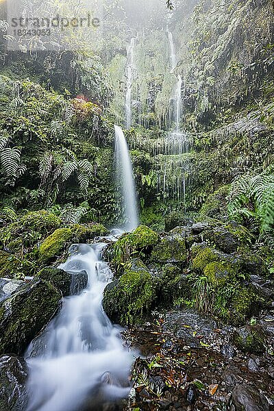 Wasserfall  Farn an Klippe im Dschungel  PR9 Levada do Caldeirão Verde  Madeira  Portugal  Europa