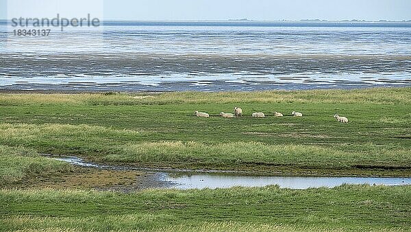 Salzwiesen mit Schafen  Föhr  Nordfriesische Insel  Nordfriesland  Schleswig-Holstein  Deutschland  Europa