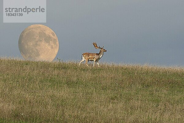 Damwild (Dama dama) Hirsch vor aufgehendem Vollmond  Fotomontage  Allgäu  Bayern  Deutschland  Europa