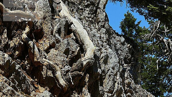 Knorriger Baumstamm  Detail  Berg Enos  Insel Kefalonia  Ionische Inseln  Griechenland  Europa