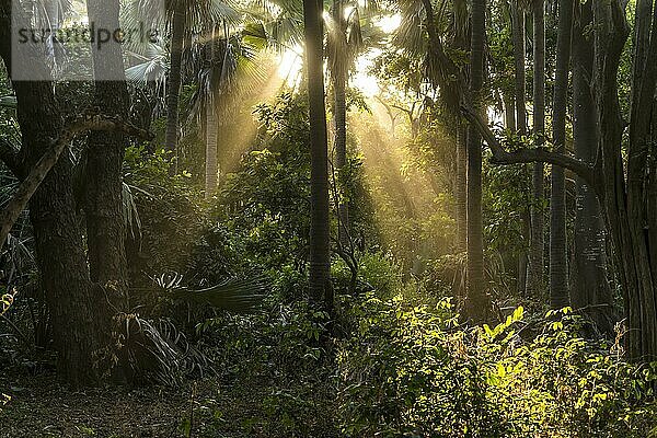 Sonnenstrahlen im Urwald  Bijilo Forest Park  Bijilo  Gambia  Westafrika  Afrika